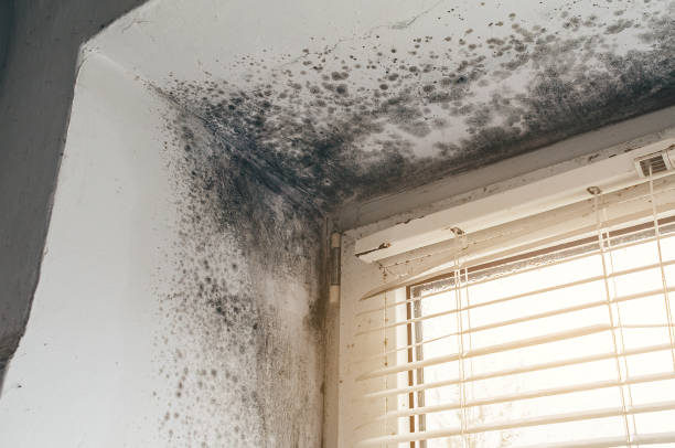 Affordable Crawl Space Mold Removal solutions in Sand Lake, MI